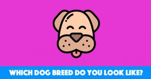 Which Dog Breed Do You Look Like?